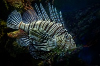 Perutyn tykadlovy - Pterois antennata - Spotfin lionfish o7970
